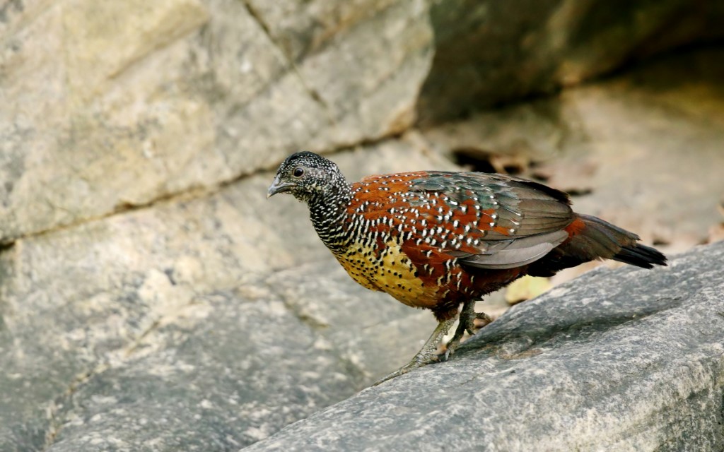 Painted Spurfowl